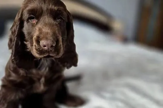 Cocker Spaniel Angielski, Lubelskie, Zamość