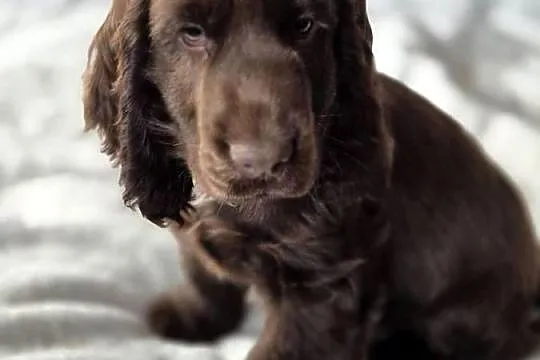 Cocker Spaniel Angielski, Lubelskie, Zamość