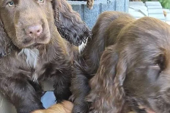 Cocker Spaniel Angielski, Lubelskie, Zamość