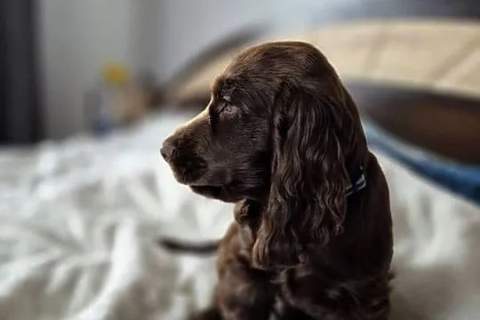 Cocker Spaniel Angielski, Lubelskie, Zamość