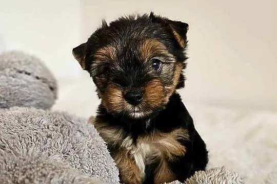 Piesek Yorkshire Terrier Z Wyprawka Chip