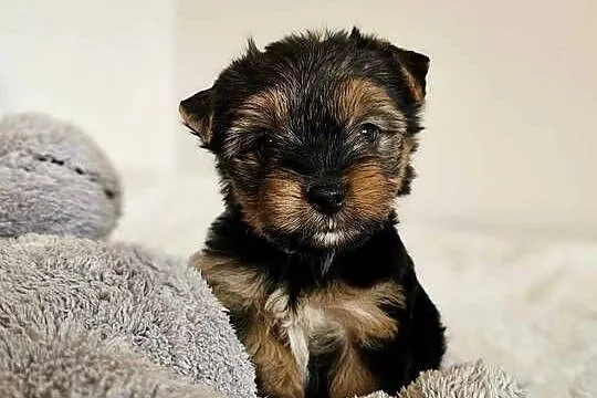 Piesek Yorkshire Terrier Z Wyprawka Chip, Śląskie, Częstochowa