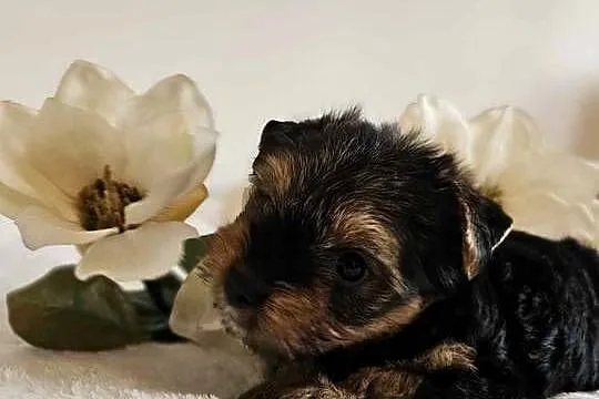Piesek Yorkshire Terrier Z Wyprawka Chip, Śląskie, Częstochowa