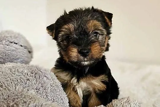 Piesek Yorkshire Terrier Z Wyprawka Chip, Śląskie, Częstochowa