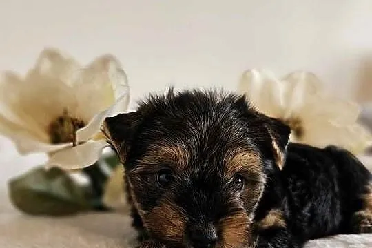 Piesek Yorkshire Terrier Z Wyprawka Chip, Śląskie, Częstochowa