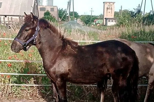 Piękny ogierek konika polskiego. Źrebak, odsad., Lubuskie, Smogóry