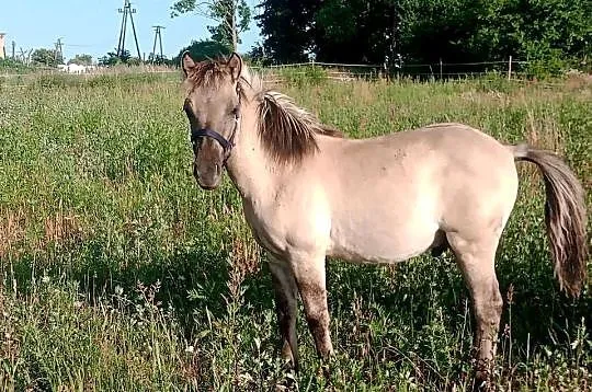 Piękny ogierek konika polskiego. Źrebak, odsad., Lubuskie, Smogóry