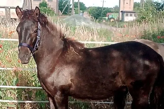 Piękny ogierek konika polskiego. Źrebak, odsad., Lubuskie, Smogóry