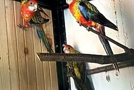 Papugi