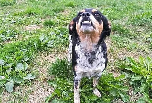 Frania-3latka, piękna, delikatna zębuszka DO ADOPCJI, mazowieckie Warszawa, Mazowieckie, Warszawa
