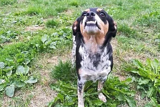 Frania-3latka, piękna, delikatna zębuszka DO ADOPCJI,  mazowieckie Warszawa, Mazowieckie, Warszawa