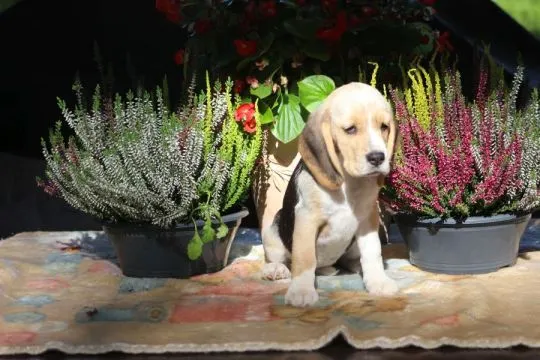 Beagle - szczeniaczki Związku Kynologicznego w Polsce  po Championie Polski, , ALEKSANDRIA  PIERWSZA  KONOPISka