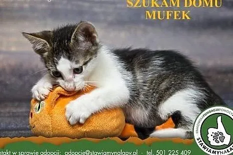 Mufek. Fundacja Stawiamy Na Łapy,  małopolskie Kra