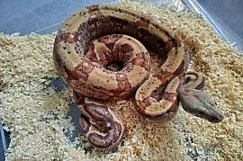 Boa Imperator Samica