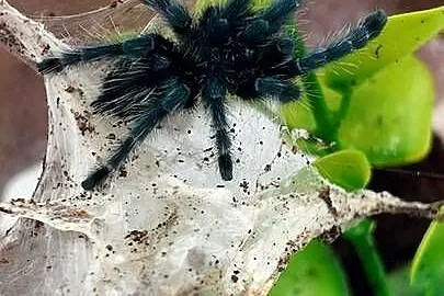 Caribena versicolor