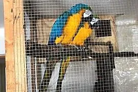 Ara ararauna  para