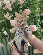 serwal i karakal z uroczymi kociętami savannah zabierz swoje, są wyjątkowe
