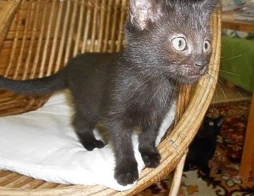 Alaska, Dakota, Arizona i Montana do adopcji!!!,