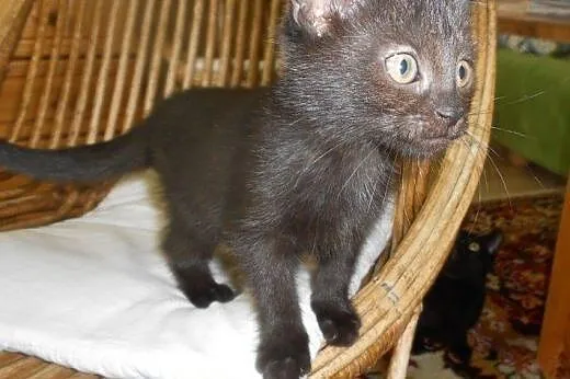 Alaska, Dakota, Arizona i Montana do adopcji!!!,  