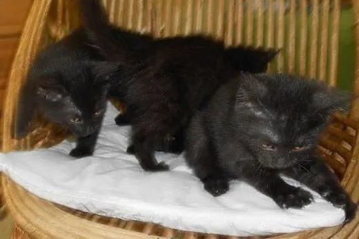 Alaska, Dakota, Arizona i Montana do adopcji!!!,  