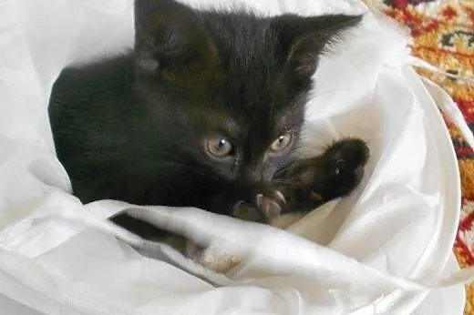 Alaska, Dakota, Arizona i Montana do adopcji!!!,  