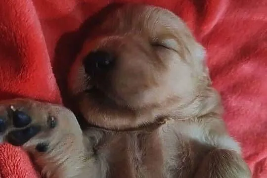 Suczka 100%linia amerykańska Golden retriever