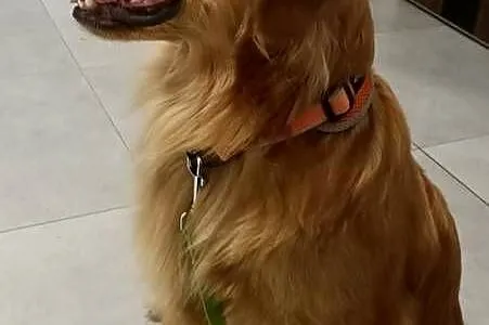 Suczka 100%linia amerykańska Golden retriever, Śląskie, Katowice