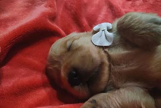 Suczka 100%linia amerykańska Golden retriever, Śląskie, Katowice