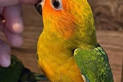 Konura słoneczna