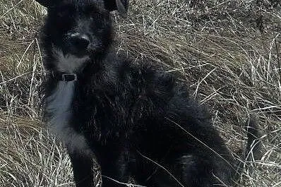 Kajtek szuka kochającego pana!,  dolnośląskie Wroc
