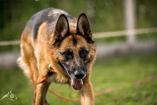 TORIN - adoptuj - bo bycie dobrym nic nie kosztuje ,  mazowieckie Warszawa