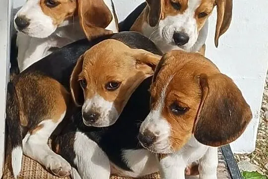Beagle szczeniaki