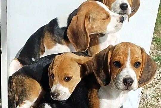 Beagle szczeniaki, Łódzkie, Piotrków Trybunalski