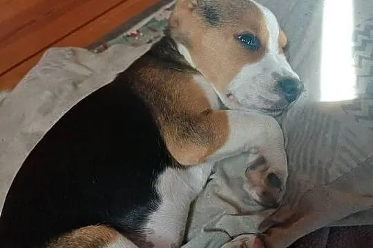 Beagle szczeniaki, Łódzkie, Piotrków Trybunalski