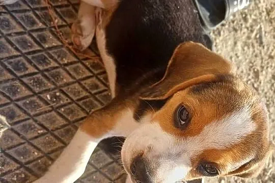Beagle szczeniaki, Łódzkie, Piotrków Trybunalski