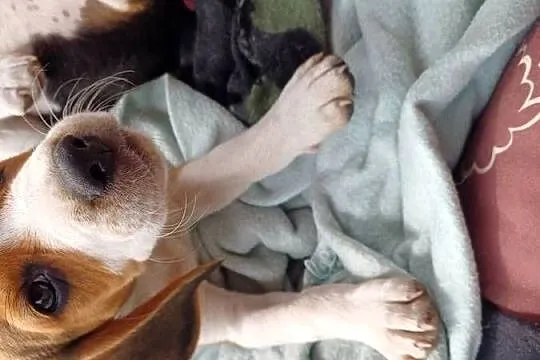 Beagle szczeniaki, Łódzkie, Piotrków Trybunalski