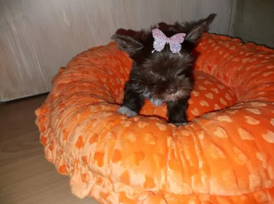 York Yorkshire Terrier Chocolate Piękna Suczka na sprzedaż, , Rumia