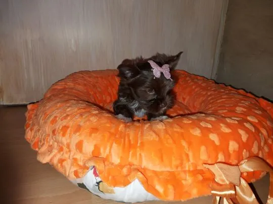 York Yorkshire Terrier Chocolate Piękna Suczka na sprzedaż