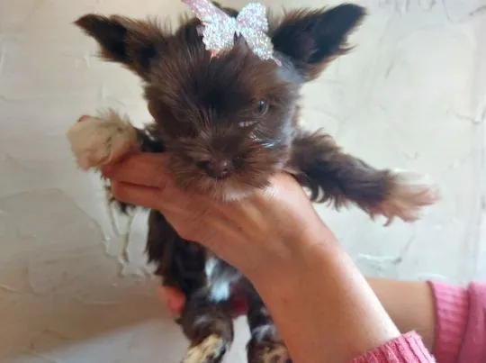 York Yorkshire Terrier Chocolate Piękna Suczka na sprzedaż, , Rumia