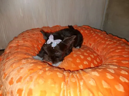 York Yorkshire Terrier Chocolate Piękna Suczka na sprzedaż, , Rumia