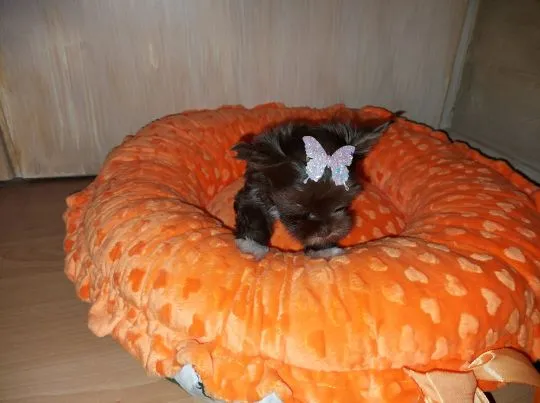 York Yorkshire Terrier Chocolate Piękna Suczka na sprzedaż, , Rumia