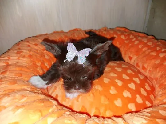 York Yorkshire Terrier Chocolate Piękna Suczka na sprzedaż, , Rumia