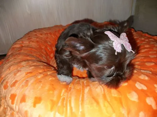 York Yorkshire Terrier Chocolate Piękna Suczka na sprzedaż, , Rumia