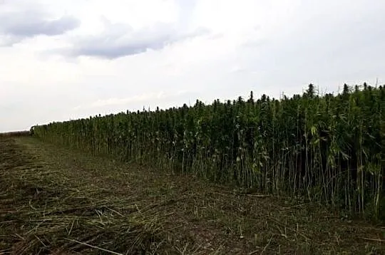 Ściółka konopna paździerze konopne 30kg Wysyłka gratis!!!, Mazowieckie, Warszawa