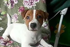 Wzorcowy Jack Russell terrier JRT doskonała budowa rodzice FCI