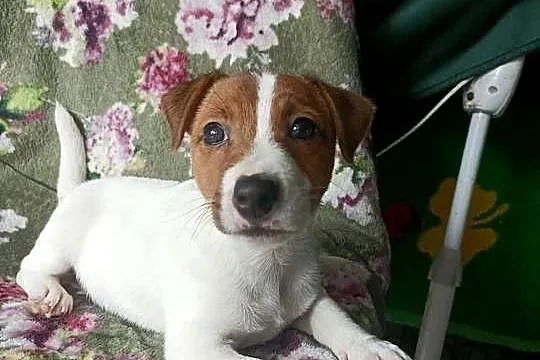 Wzorcowy Jack Russell terrier JRT doskonała budowa rodzice FCI, Opolskie, Krapkowice