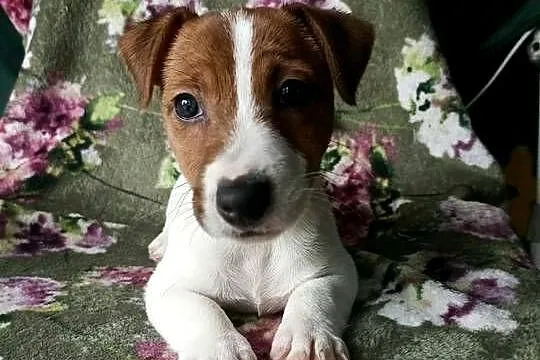 Wzorcowy Jack Russell terrier JRT doskonała budowa rodzice FCI, Opolskie, Krapkowice