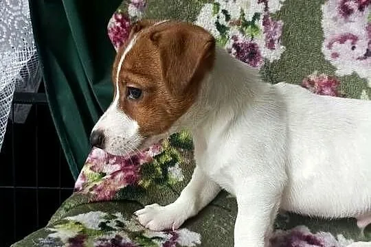 Wzorcowy Jack Russell terrier JRT doskonała budowa rodzice FCI, Opolskie, Krapkowice