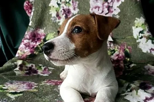 Wzorcowy Jack Russell terrier JRT doskonała budowa rodzice FCI, Opolskie, Krapkowice