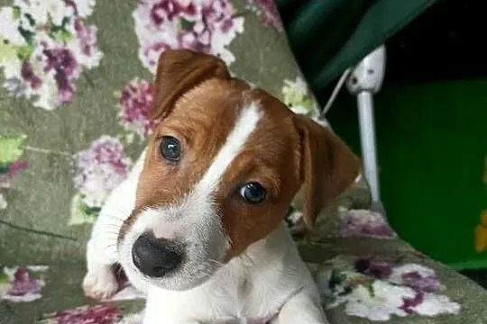 Wzorcowy Jack Russell terrier JRT doskonała budowa rodzice FCI, Opolskie, Krapkowice